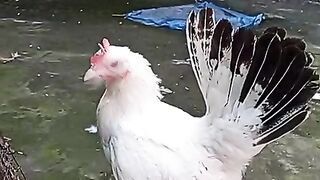 Seven minutes chicken
