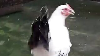 Nine minute chicken
