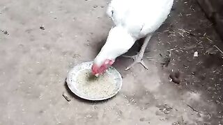 Chicken eating in hotel