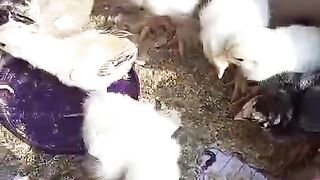 Box chicken
