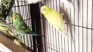 Budgies two