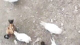 Polish white