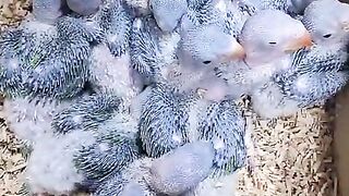 Parrot kids