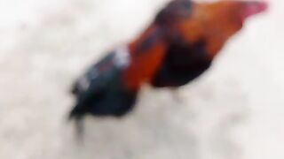 Chicken three