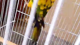 Parrot foir