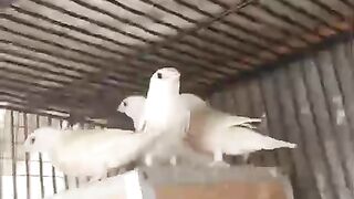 Gonsla parrot