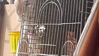 Cage and parrot and