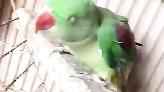 I am not parrot