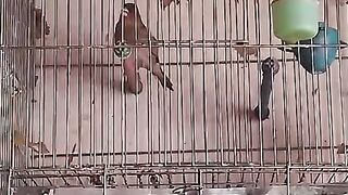 Fench caged