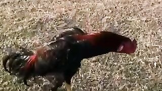 Two leged