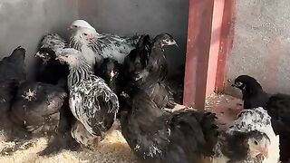 Saaf safai jaga