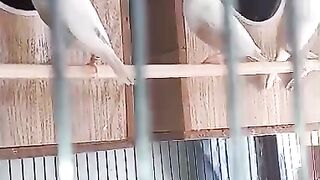 Fenches in cage