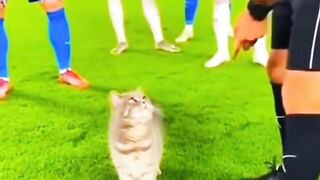 serious foul cat against the referee