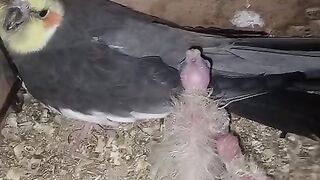 With no or little feather