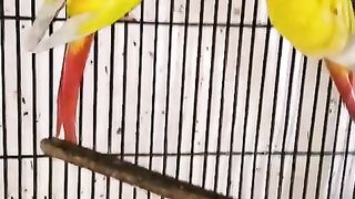 Red tail yellow parrot