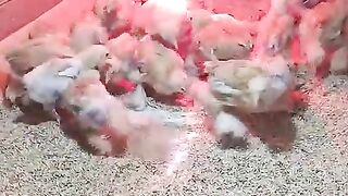 Little birds