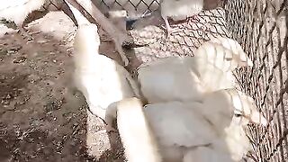 Aseel near cage