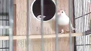 Box gonsla