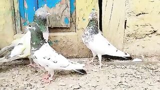 Kabootar kabootar