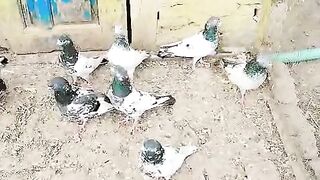 Pigeon ground