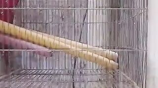 Embeded