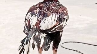 Chicken legs