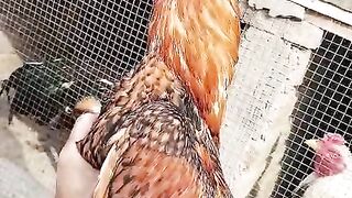 Reddish feather