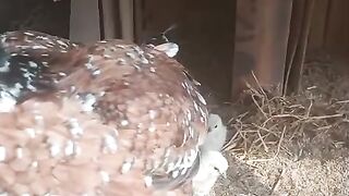 Birds and  birds