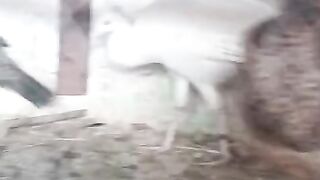 Little bird