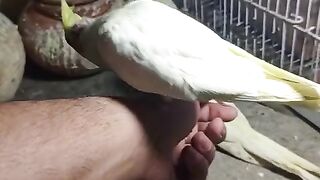 Hand tamed cocktail