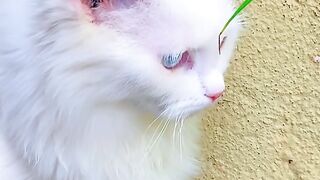 Cute Cat.
