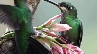Beautiful video