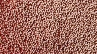 Inilah 2 jenis pakan PELET yang saya GUNAKAN❗Apakah sama dengan KALIAN❓