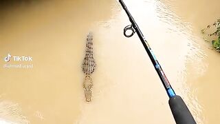 Crocodile fishing