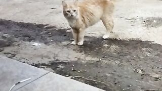 Oyen minta makan #cat #cute