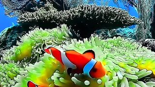 Beautiful video