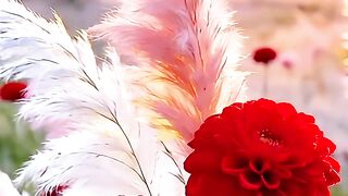 Beautiful video