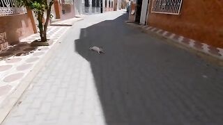 The cat lying in the middle of the street came as soon as it saw me.