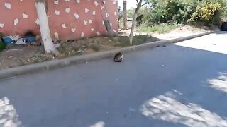 The abandoned cat follows me not for food but for attention.
