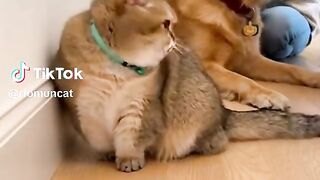 si embul ngambek
