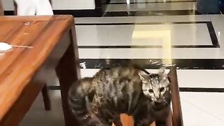 It's impossible not to smile at this crazy little cat!