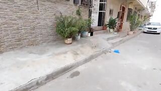 Kitten love to play, but they don't like to shake hands with a human.