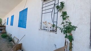 The two parents' cats came to me this time without their adopted kittens.