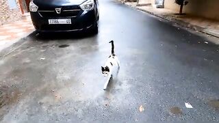 Mama calico cat wants me to check on her kittens.