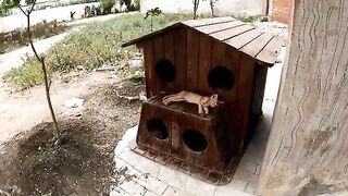 New guest kittens need food and eye cleaning.