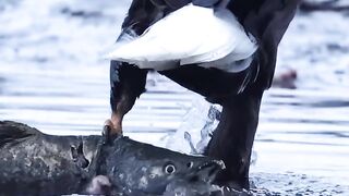 Dragging its meal to the river bank