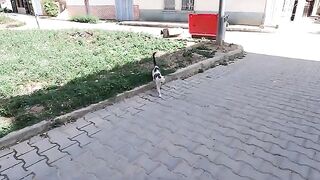 Wherever the owner of the food is, he is met by a stray cat meowing to ask for food.