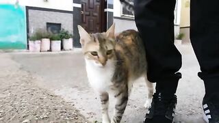 The talkative cat talks a lot about food.