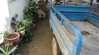 The kittens got a little glimpse of street life as they came out of their wooden house.