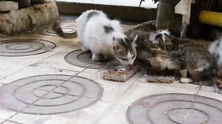Angry mama cat doesn't want me to go near her kittens.